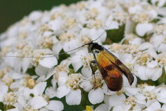 Nemophora fasciella