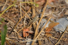 Chorthippus brunneus