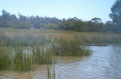 Podiceps cristatus