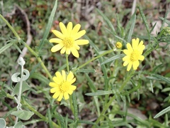 Senecio spanomerus