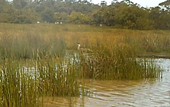 Podiceps cristatus