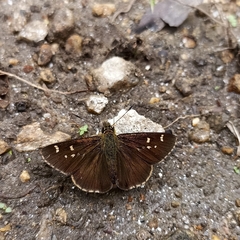 Sovia separata