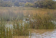 Podiceps cristatus