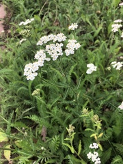 Achillea millefolium