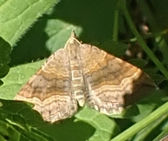 Scotopteryx chenopodiata