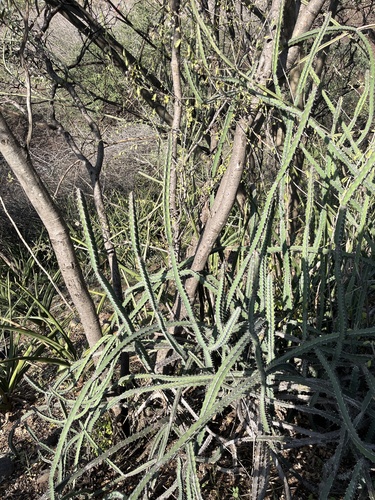 Euphorbia heterospina image