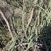 Euphorbia heterospina - Photo (c) Elliot Greiner, osa oikeuksista pidätetään (CC BY), lähettänyt Elliot Greiner