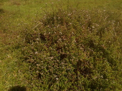 Galianthe bogotensis