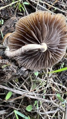 Psilocybe alutacea