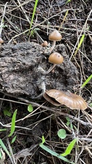 Psilocybe alutacea