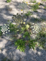 Angelica capitellata