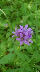 Campanula glomerata