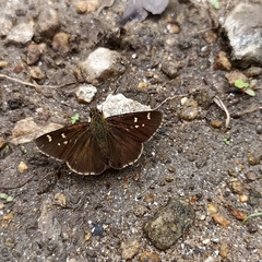 Sovia separata