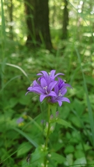 Campanula glomerata