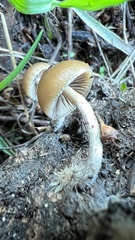 Psilocybe alutacea