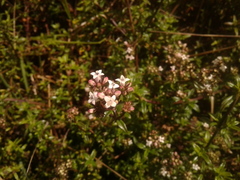 Galianthe bogotensis