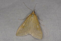 Sitochroa verticalis