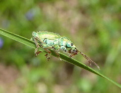 Phyllobius arborator