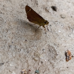 Sovia separata