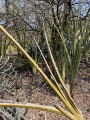 Sansevieria cylindrica