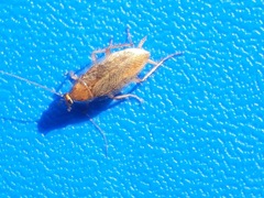 Ectobius vittiventris