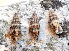 Cerithium renovatum