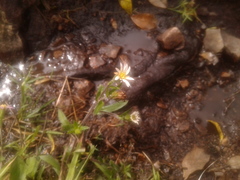 Noticastrum marginatum