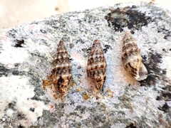 Cerithium renovatum