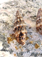 Cerithium renovatum