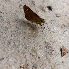Sovia separata