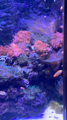 Amphiprion ocellaris