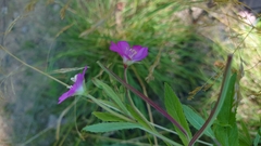 Epilobium hirsutum