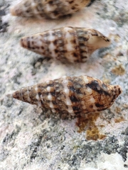 Cerithium renovatum