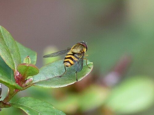 Hairy-eyed Flower Fly, Groesbeek, Nederland, photo 10 of 10