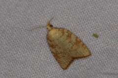 Aleimma loeflingiana