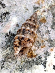 Cerithium renovatum