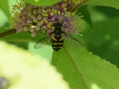 Didea intermedia