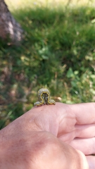 Lycia alpina