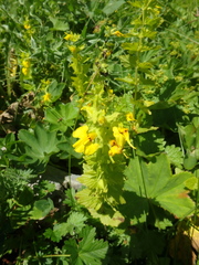 Rhynchocorys elephas