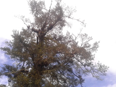 Podocarpus oleifolius