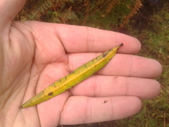 Podocarpus oleifolius