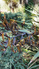 Phormium cookianum