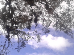 Podocarpus oleifolius