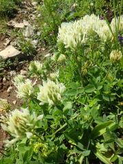 Trifolium ochroleucon