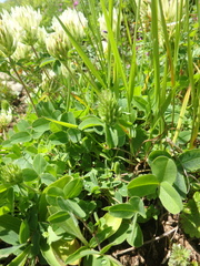 Trifolium ochroleucon