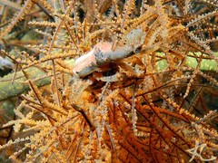 Xenocarcinus conicus