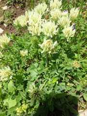 Trifolium ochroleucon