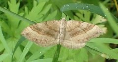 Scotopteryx chenopodiata