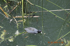Fulica americana