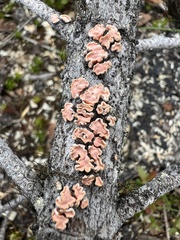 Aleurodiscus amorphus